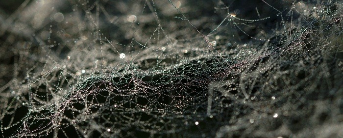 Researchers have created an antibiotic spider silk that heals wounds 